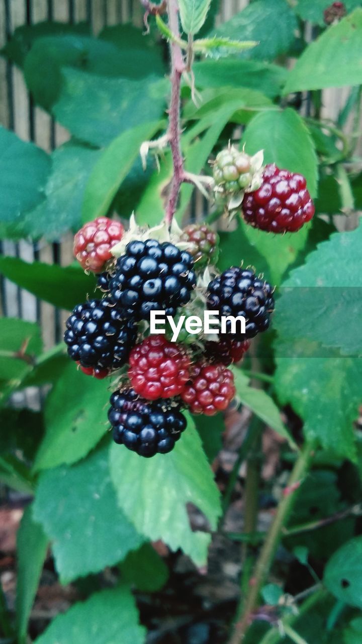 CLOSE-UP OF BLACKBERRIES GROWING ON PLANT