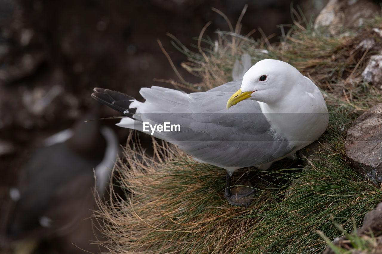 CLOSE-UP OF SEAGULL PERCHING ON BIRD