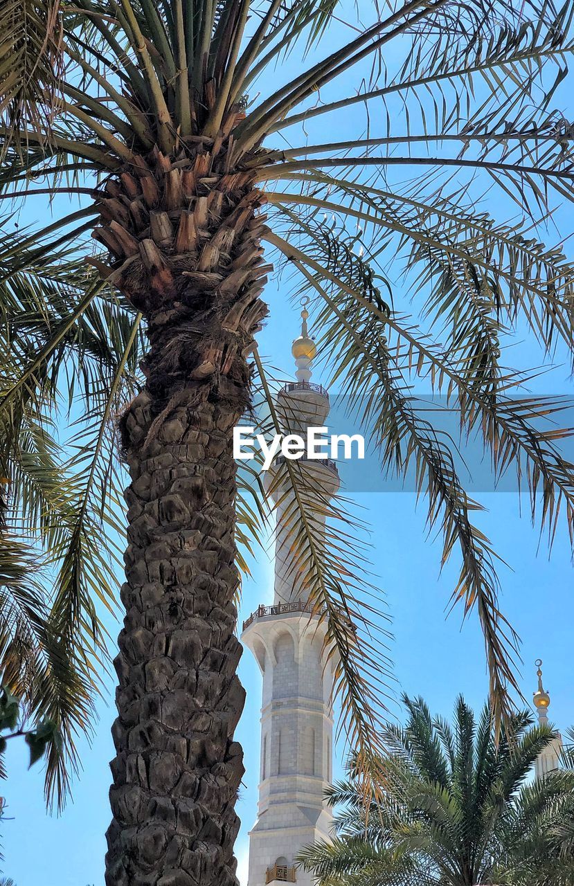 LOW ANGLE VIEW OF PALM TREES