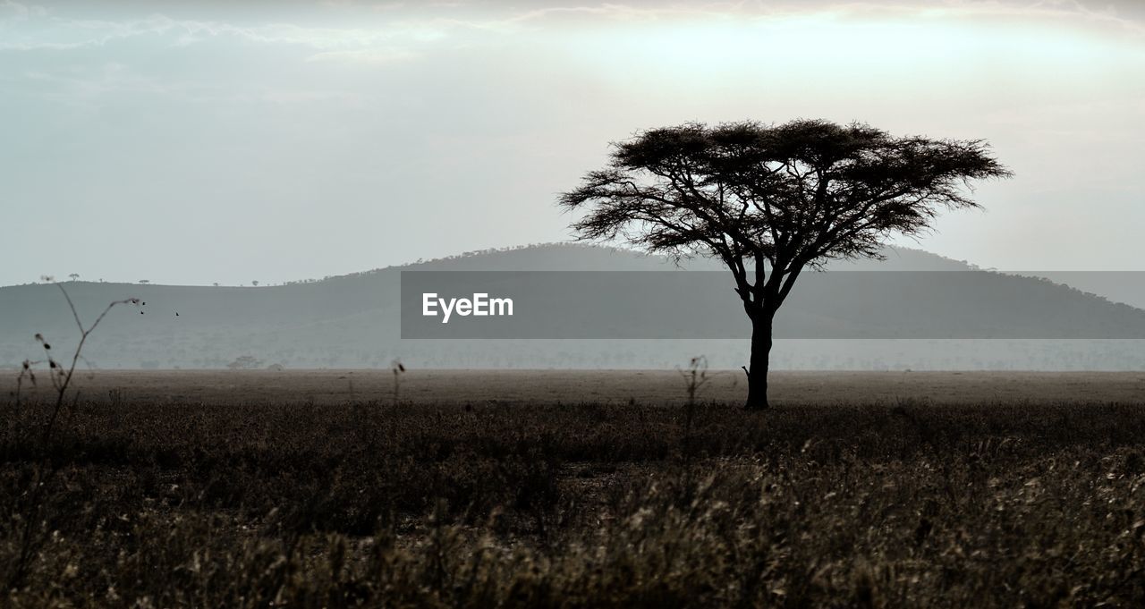 Tree on field against sky with mountain on background