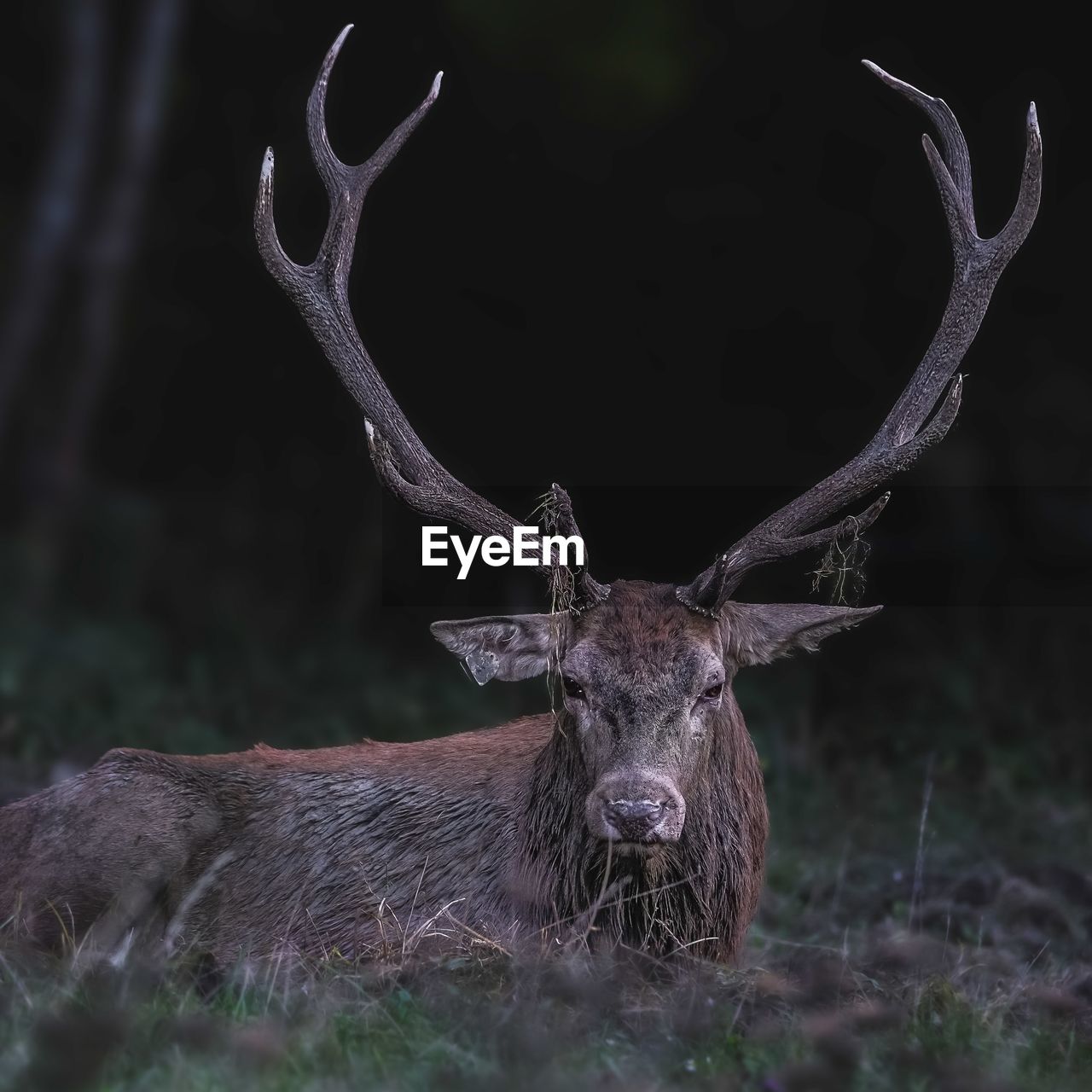 animal themes, animal, animal wildlife, deer, mammal, wildlife, antler, one animal, elk, no people, nature, reindeer, portrait, tree, plant, horned, outdoors, forest, horn, looking at camera, land, animal body part, stag, bull, domestic animals