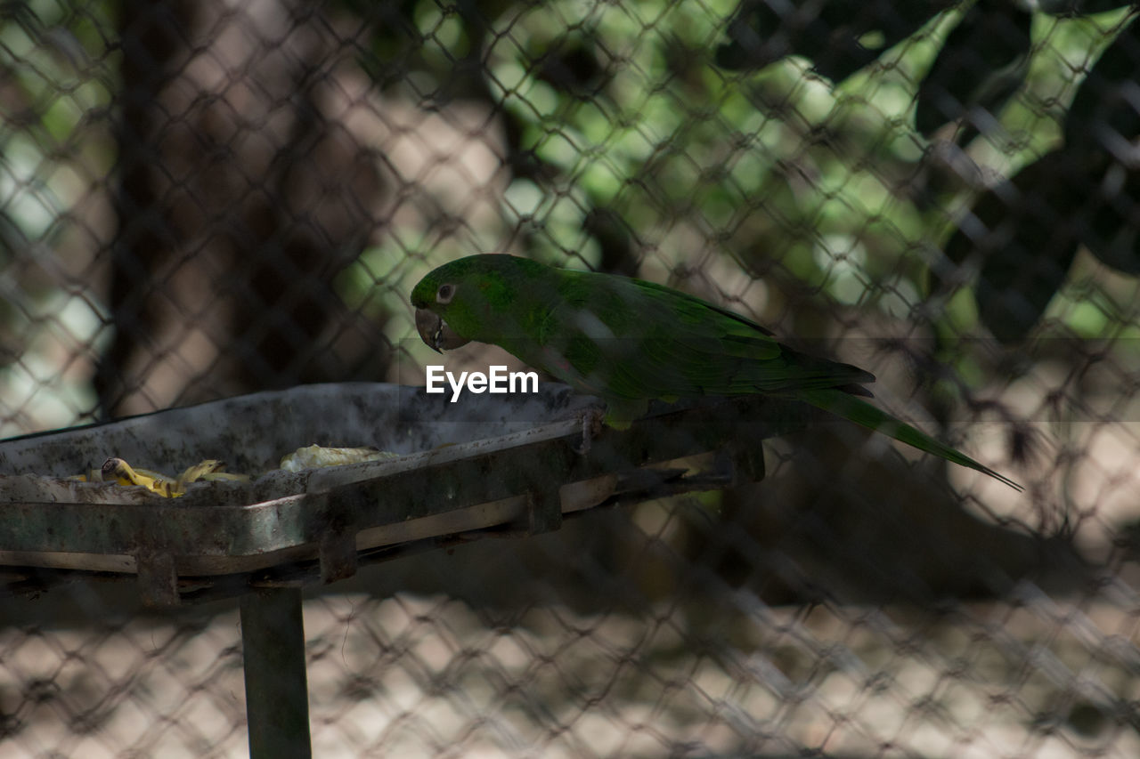 Close-up of bird perching on feeder in cage