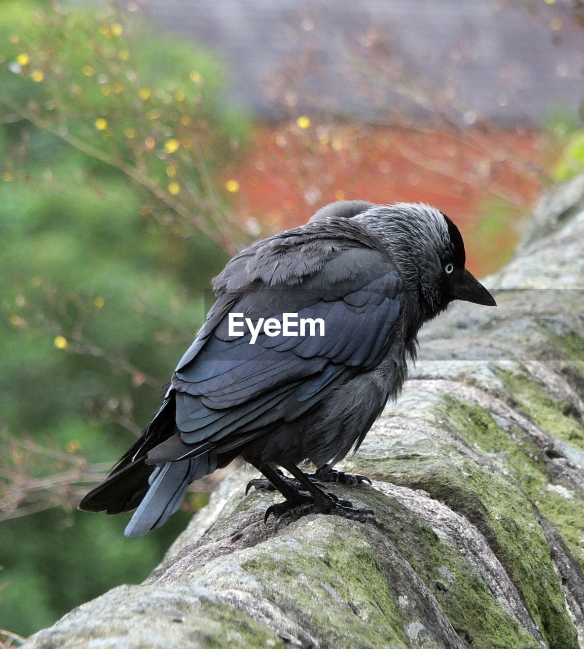 Close-up of bird perching outdoors