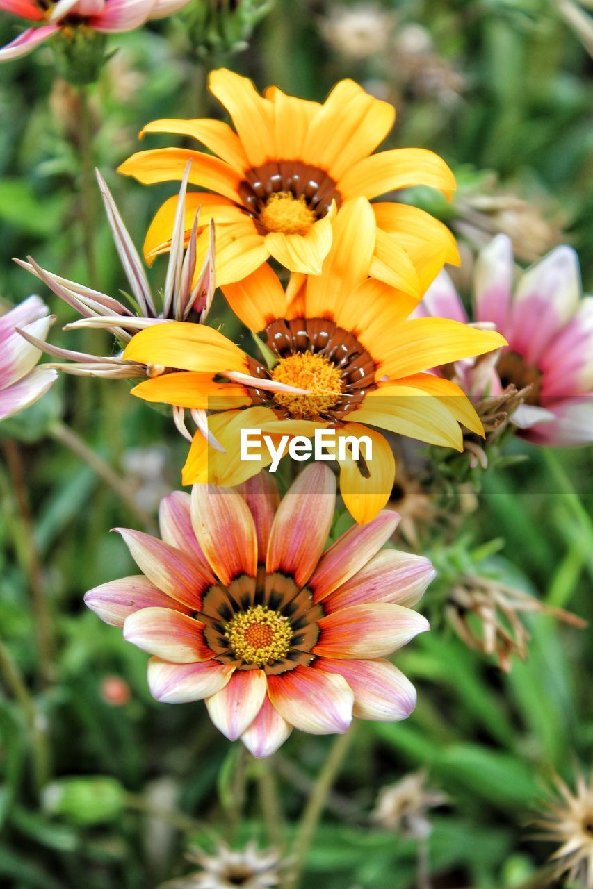 CLOSE-UP OF YELLOW FLOWER