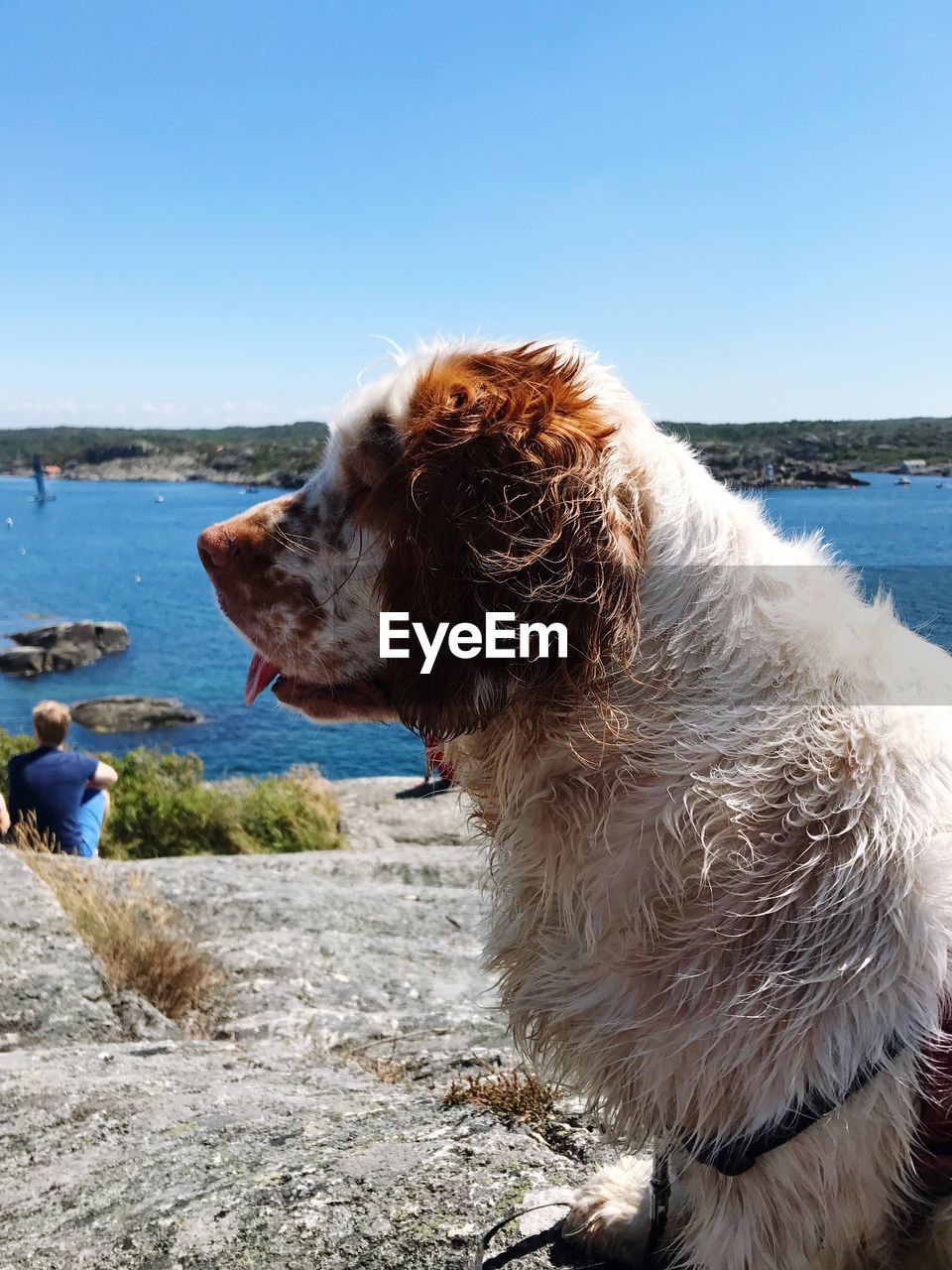 CLOSE-UP OF DOG STANDING AGAINST SEA