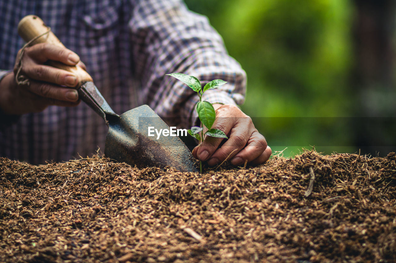 Midsection of man planting sapling in farm