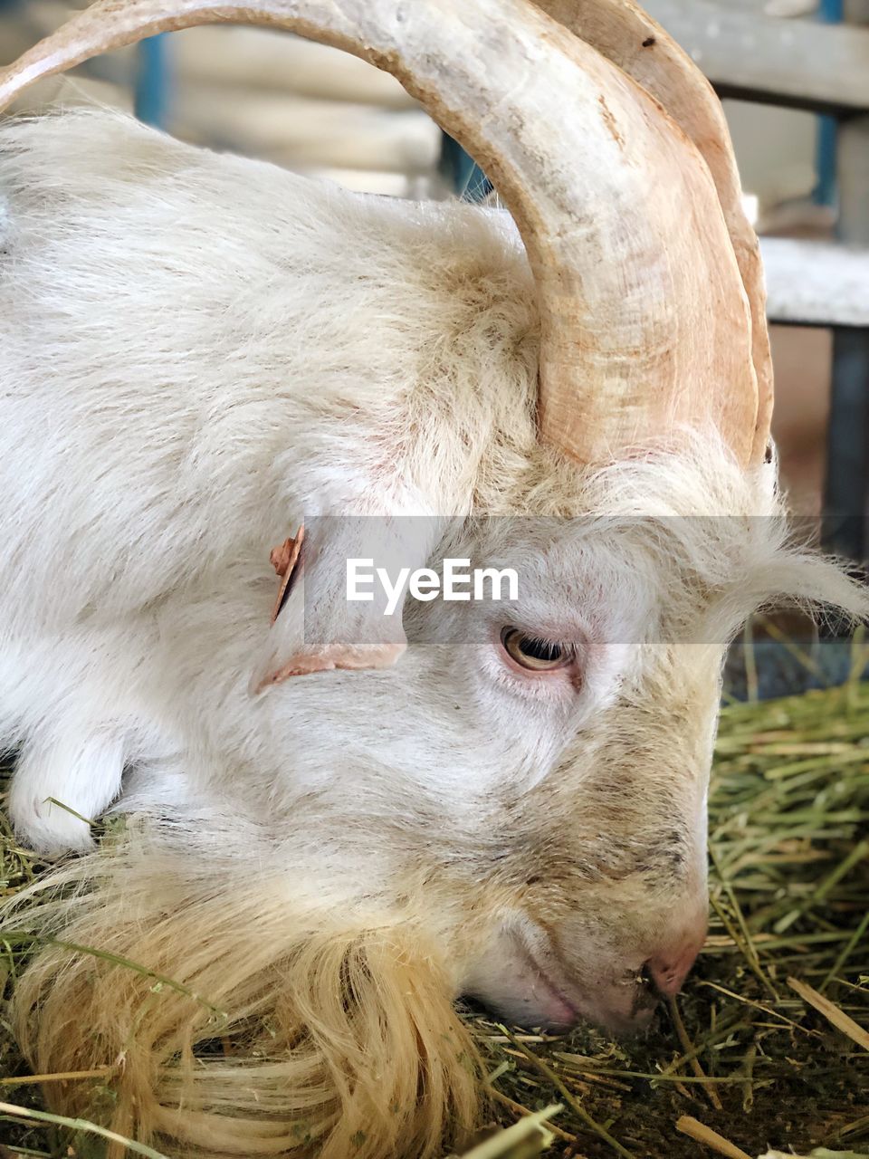 CLOSE-UP OF A SHEEP