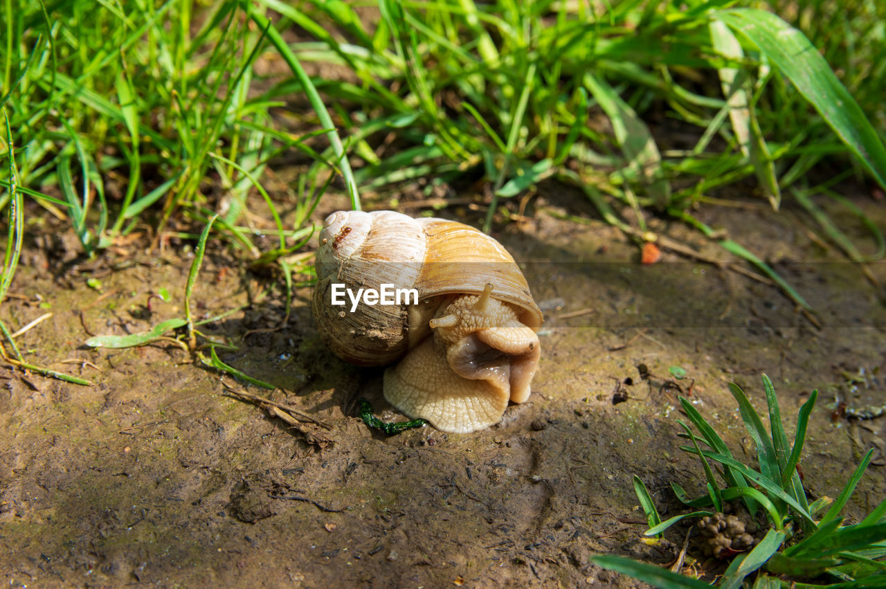 CLOSE-UP OF SNAIL ON ROCK