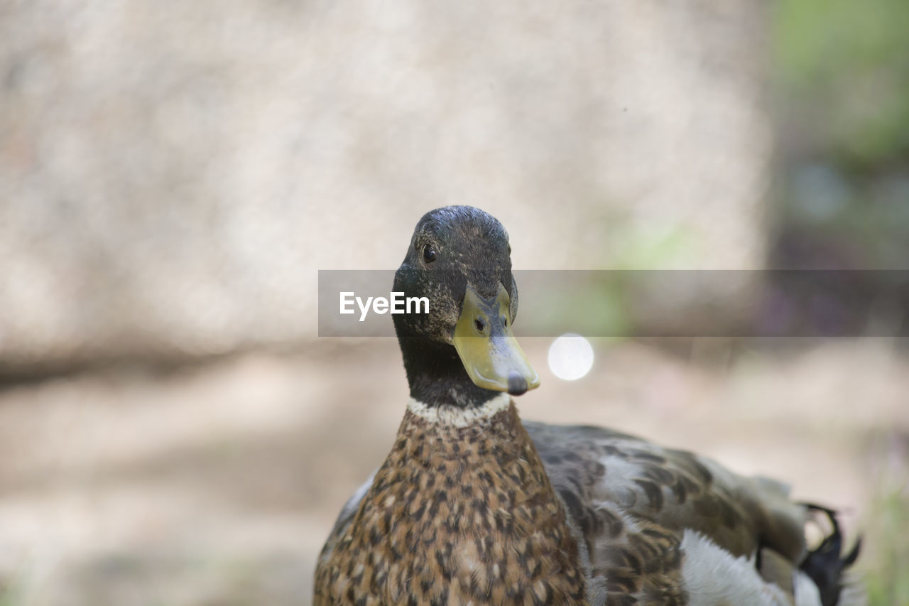 CLOSE-UP OF BIRD