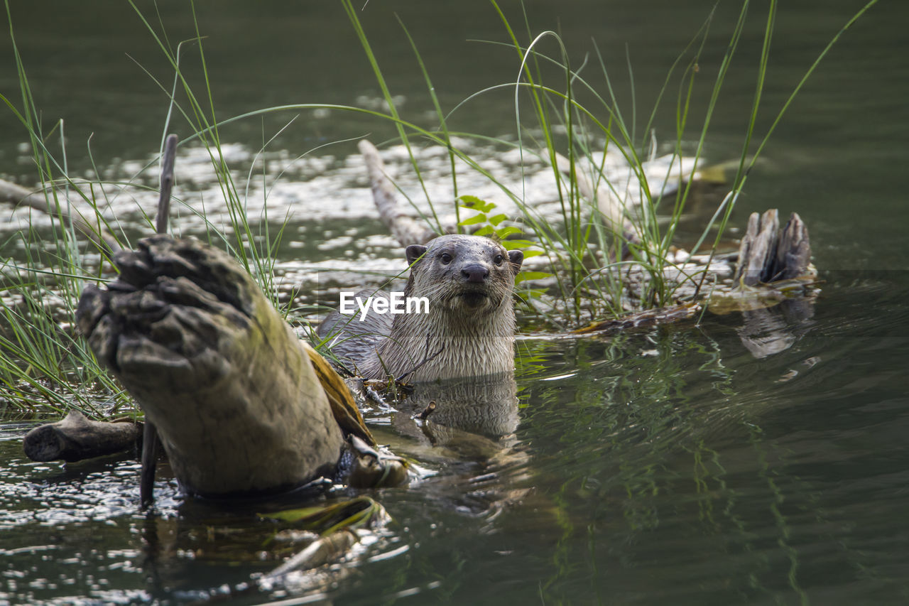 BIRDS IN A LAKE