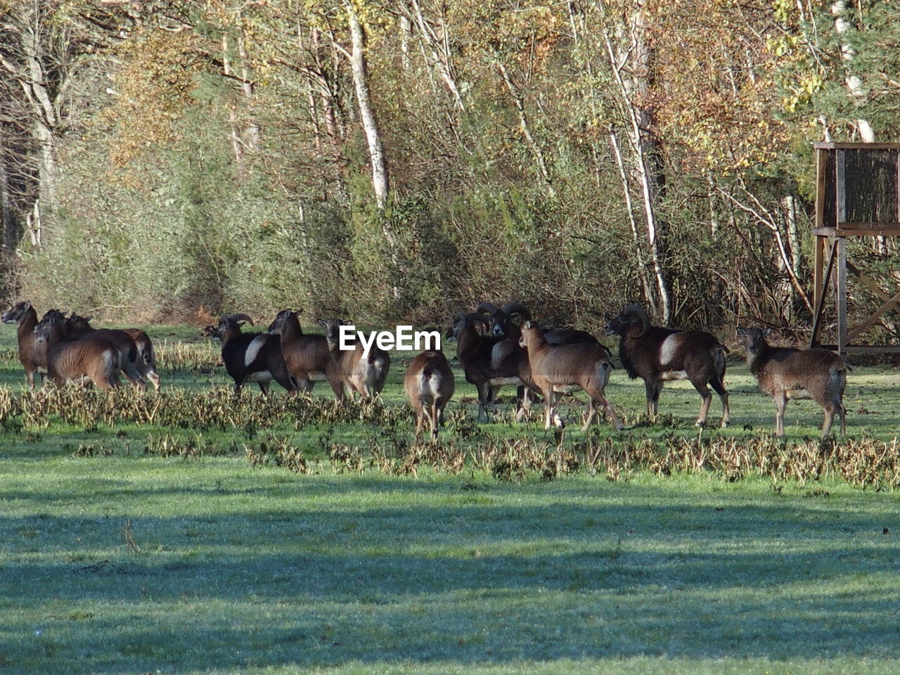 SHEEP GRAZING ON FIELD