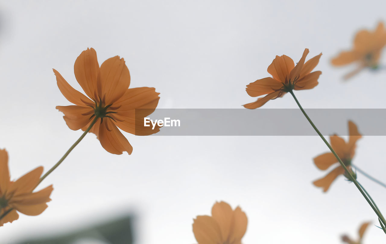 flower, plant, flowering plant, beauty in nature, petal, leaf, freshness, nature, close-up, blossom, no people, macro photography, yellow, sky, growth, outdoors, fragility, focus on foreground, branch, flower head, autumn, inflorescence, sunlight, botany, plant part, plant stem, tranquility, day, spring