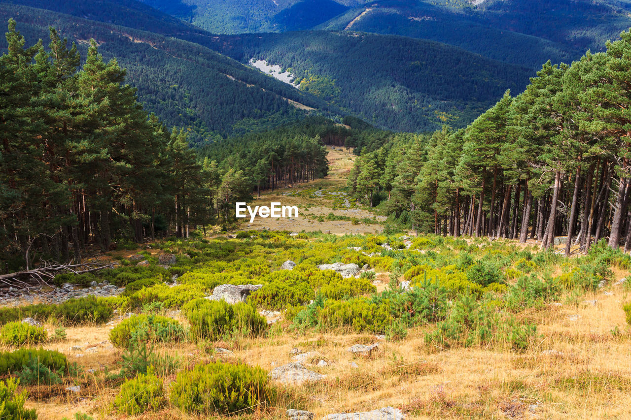 plant, scenics - nature, beauty in nature, mountain, landscape, environment, land, tree, nature, valley, wilderness, tranquility, tranquil scene, growth, no people, mountain range, meadow, green, non-urban scene, forest, field, ridge, pine tree, grass, pinaceae, plateau, coniferous tree, rural scene, day, sky, idyllic, outdoors, trail, pine woodland, travel, flower, travel destinations, sunlight, remote, agriculture