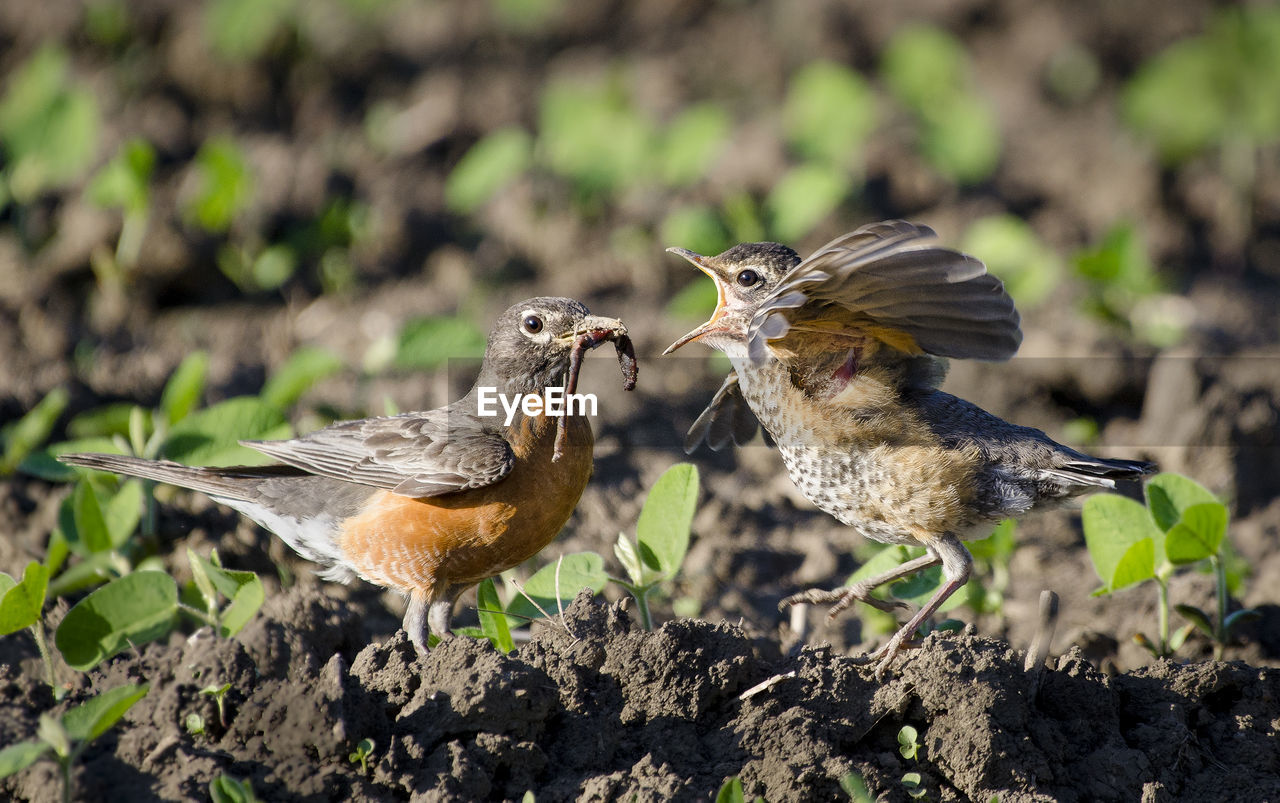 Close-up of birds perching on field