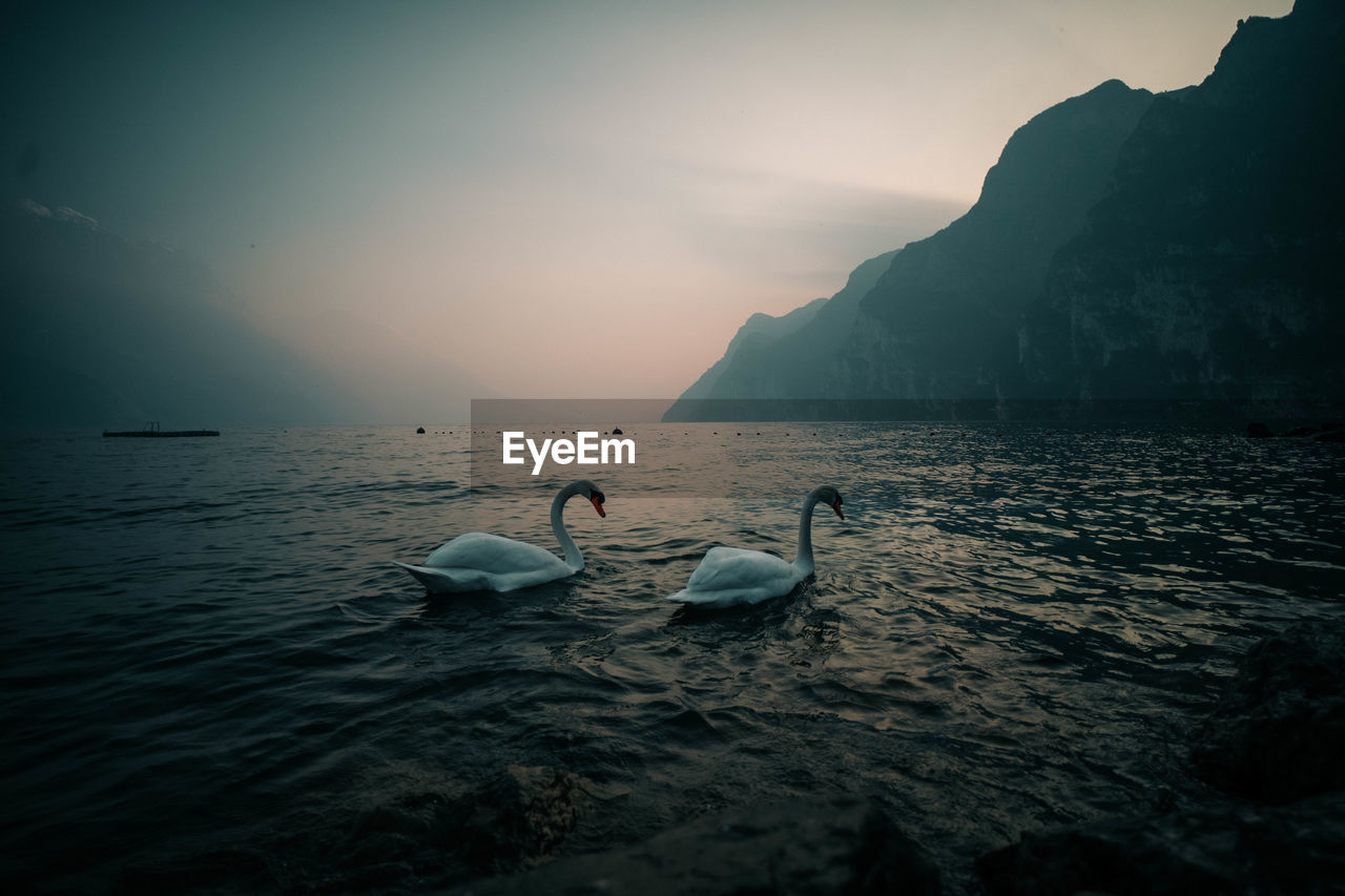 SWANS SWIMMING IN SEA AGAINST SKY