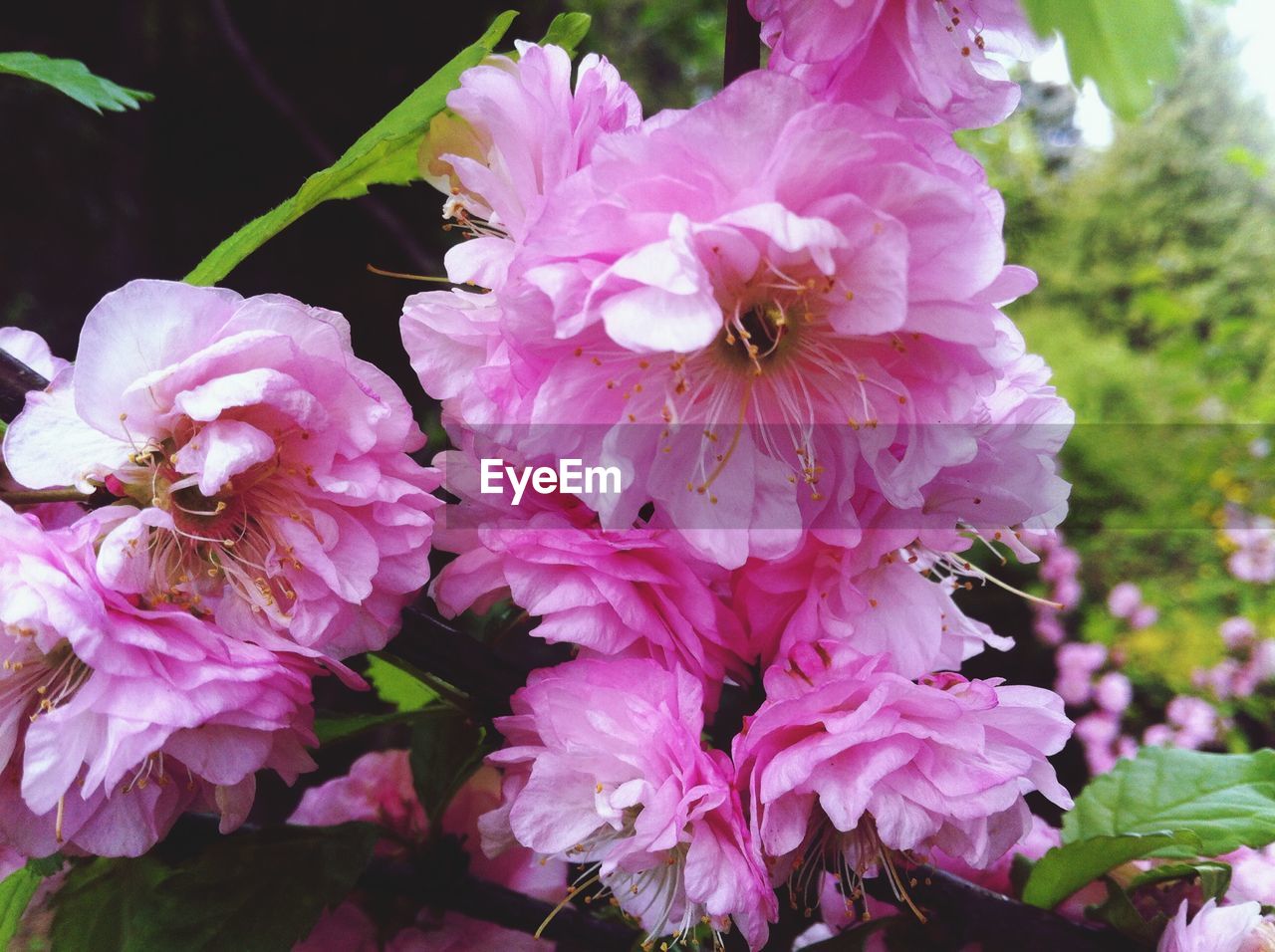 Close up of pink flowers