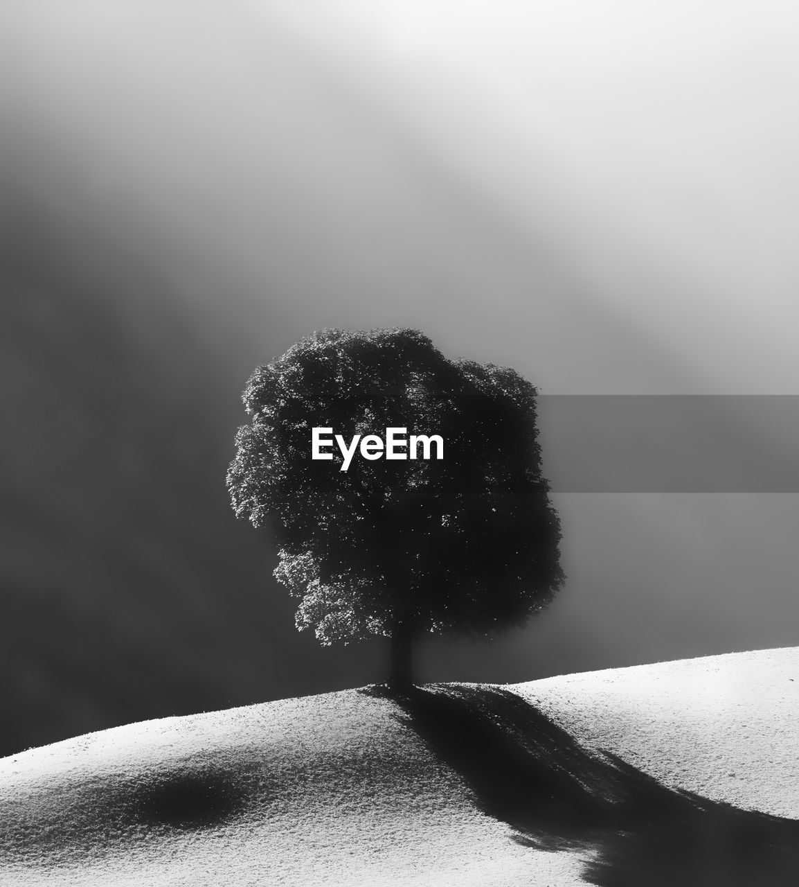 Close-up of tree against sky during winter