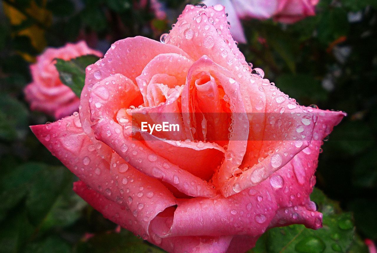 CLOSE-UP OF RAINDROPS ON PINK ROSE