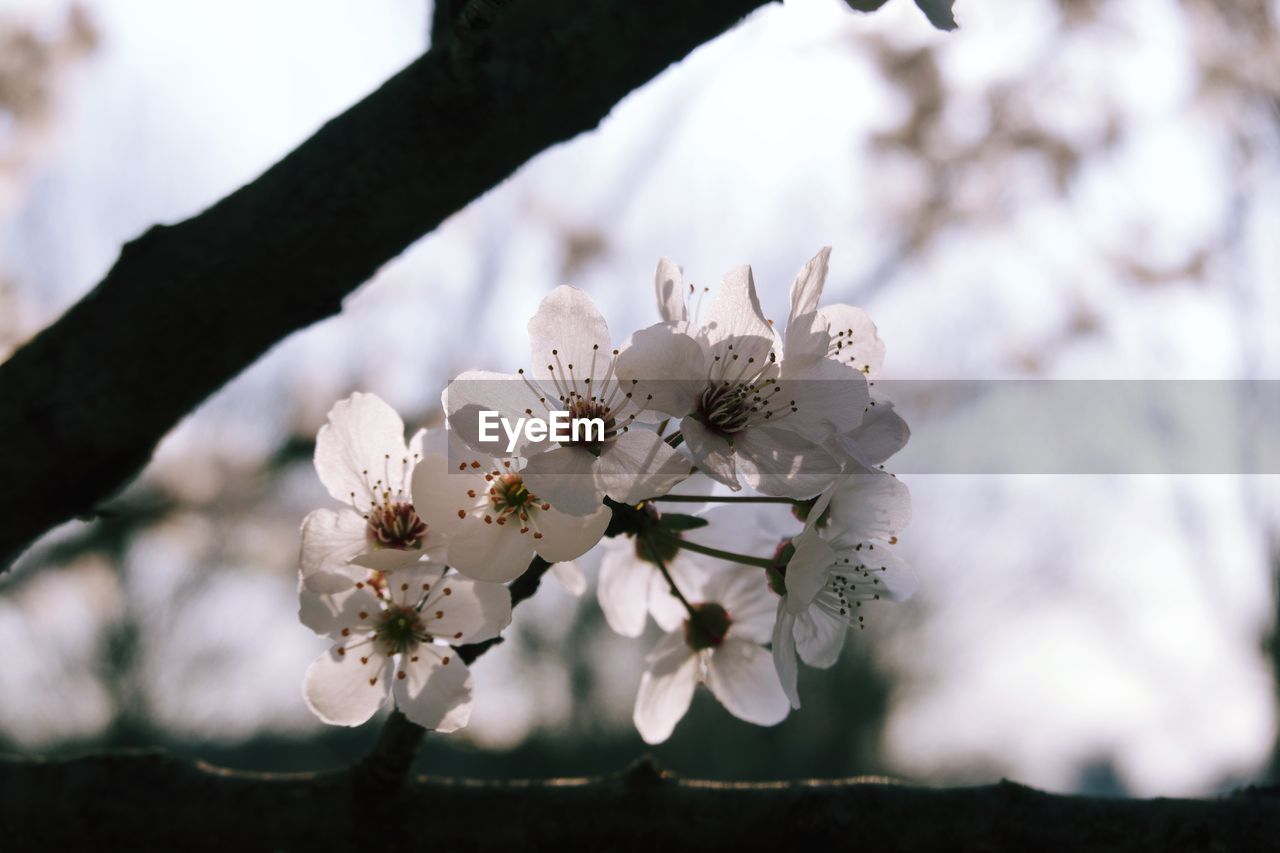 CLOSE-UP OF CHERRY BLOSSOM