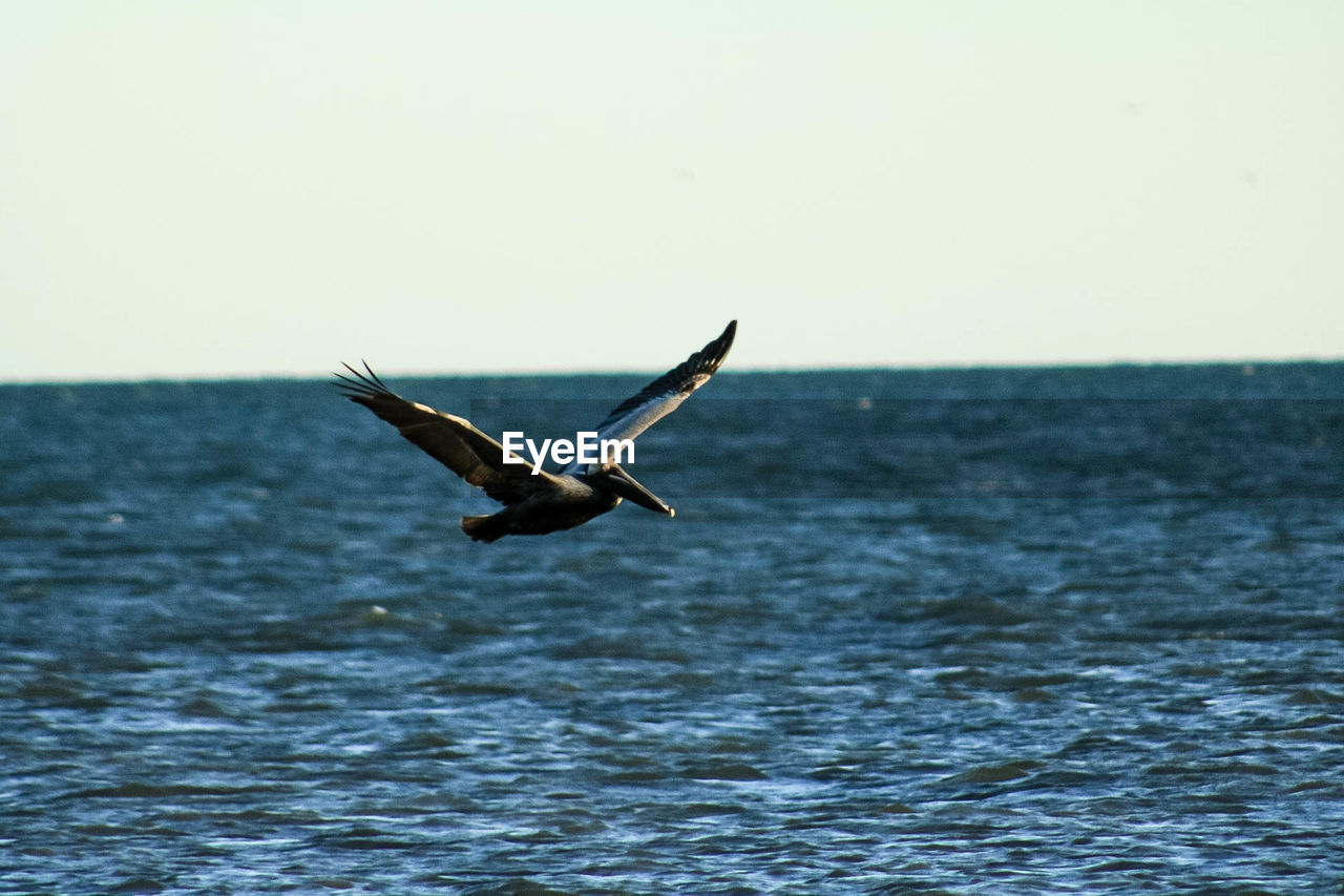 SEAGULLS FLYING OVER SEA