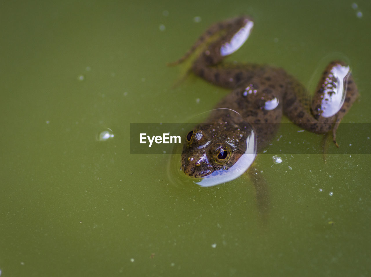CLOSE-UP OF TURTLE IN WATER