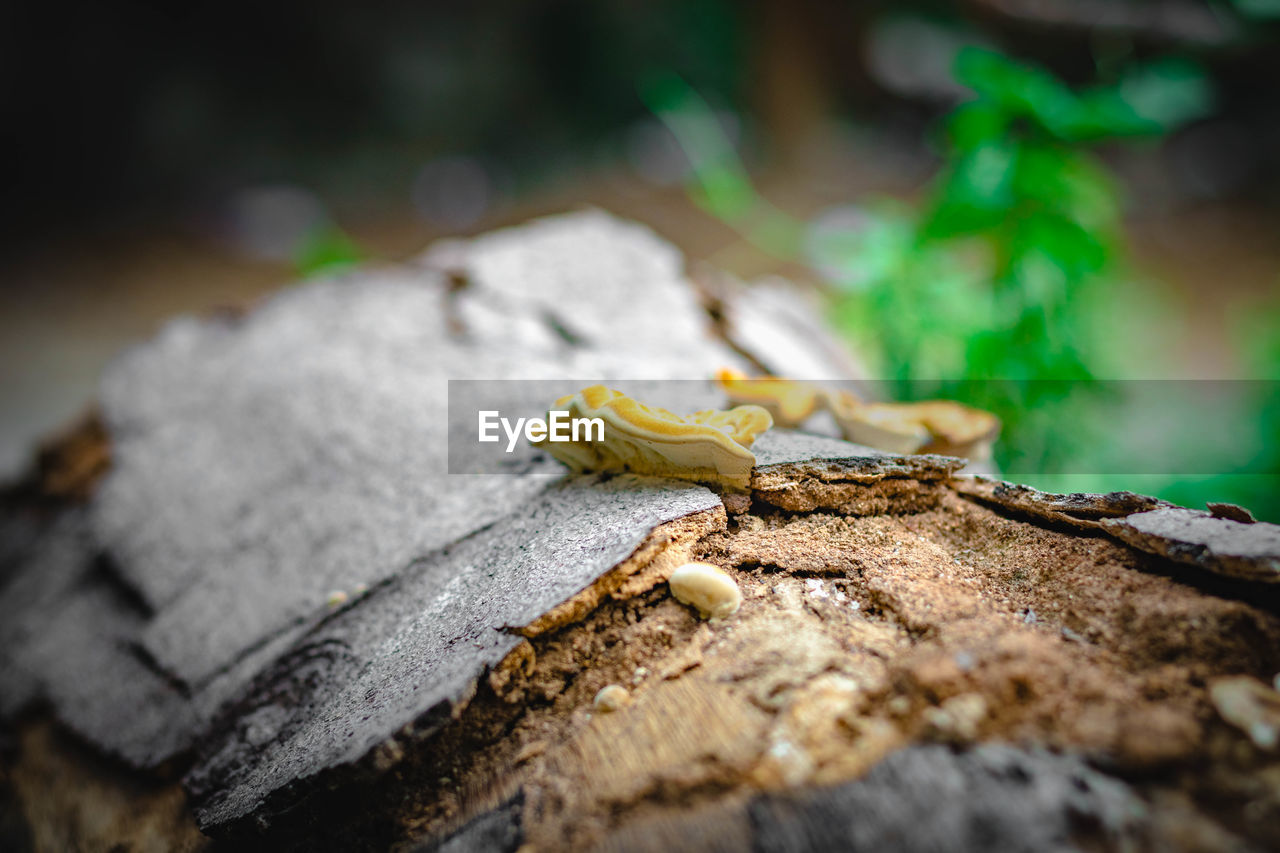 CLOSE-UP OF GRASSHOPPER ON ROCK