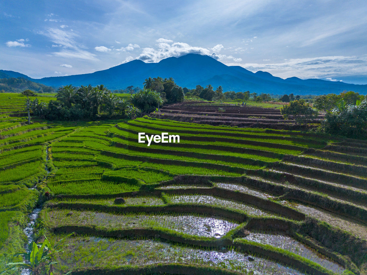 scenic view of agricultural field