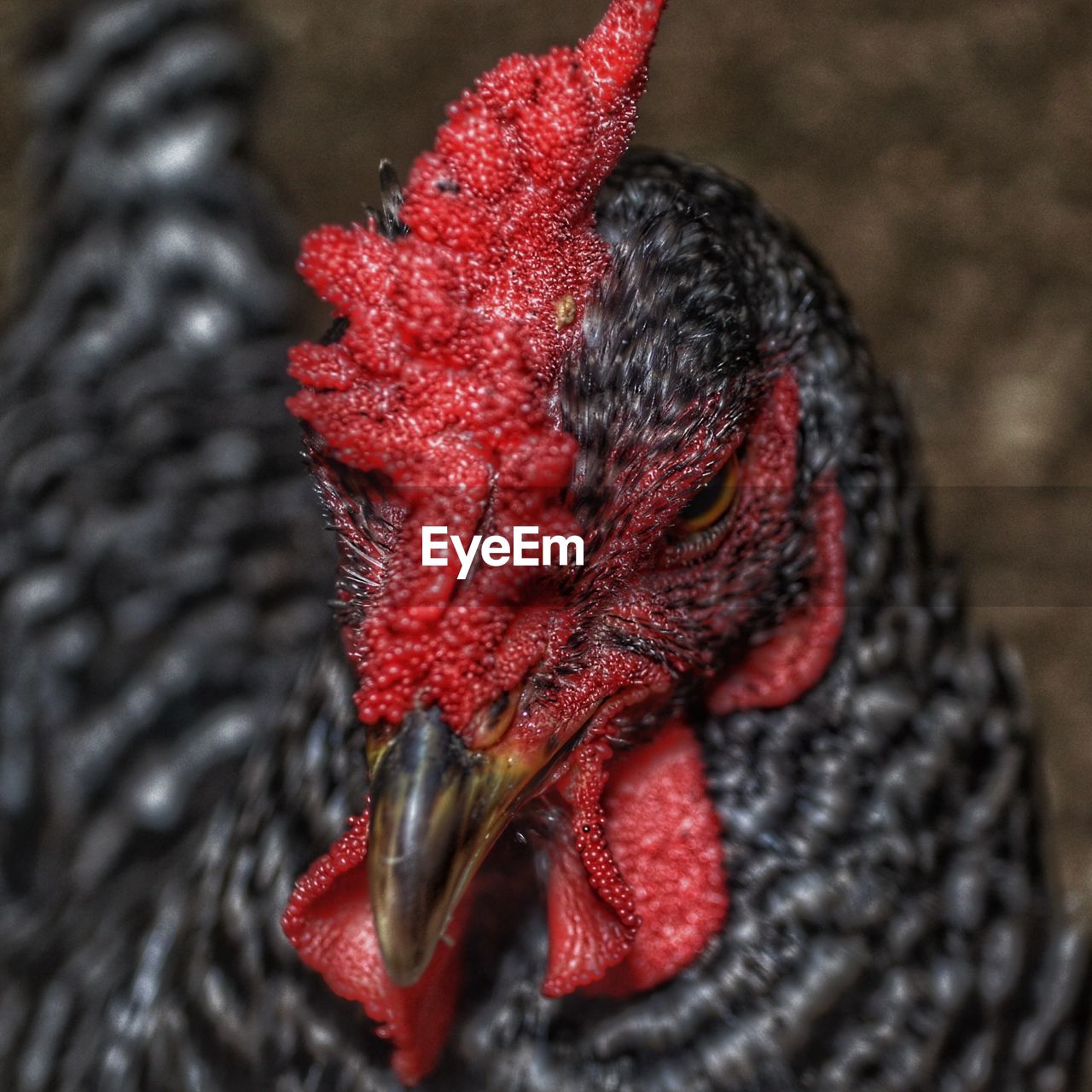 Close-up of chicken 