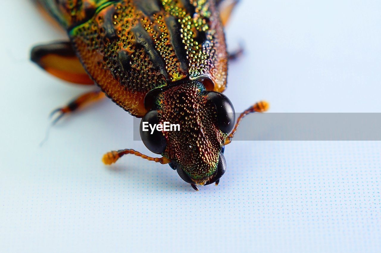 CLOSE-UP OF INSECT ON WHITE