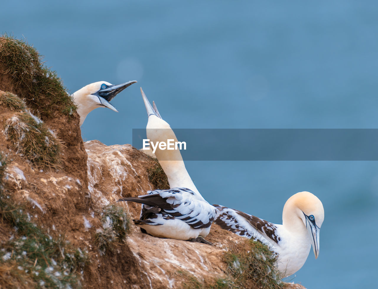 Single gannet at bempton cliffs