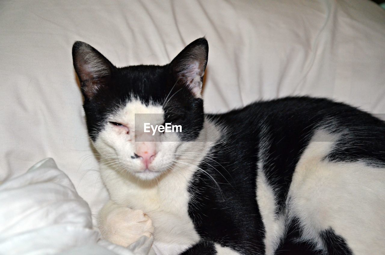 Close-up portrait of cat sleeping on bed at home