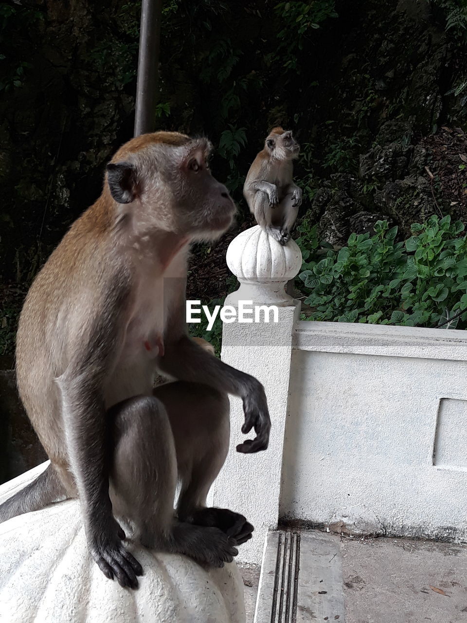 MONKEY SITTING ON A TREE