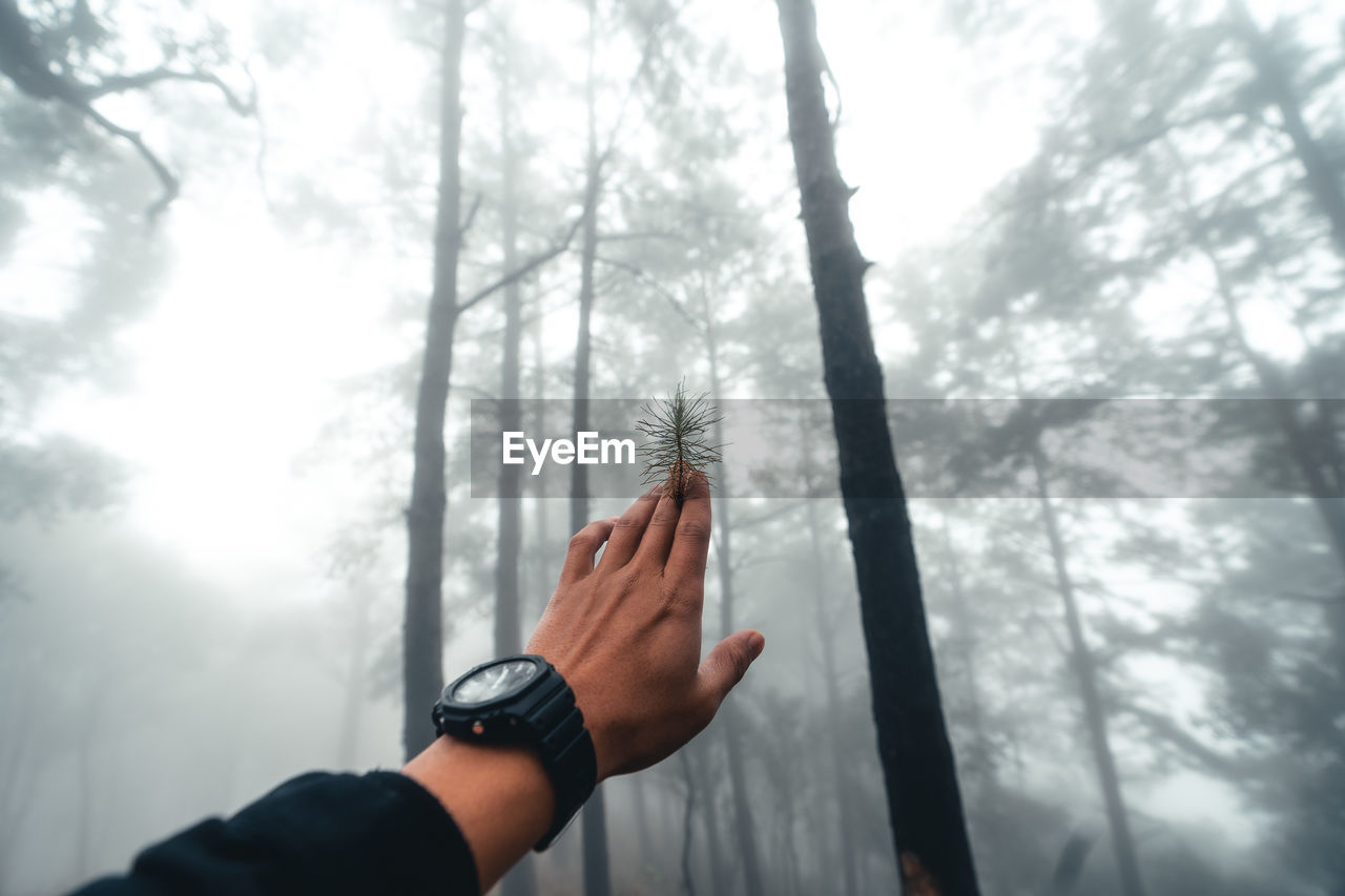 Low angle view of hand holding plant against sky