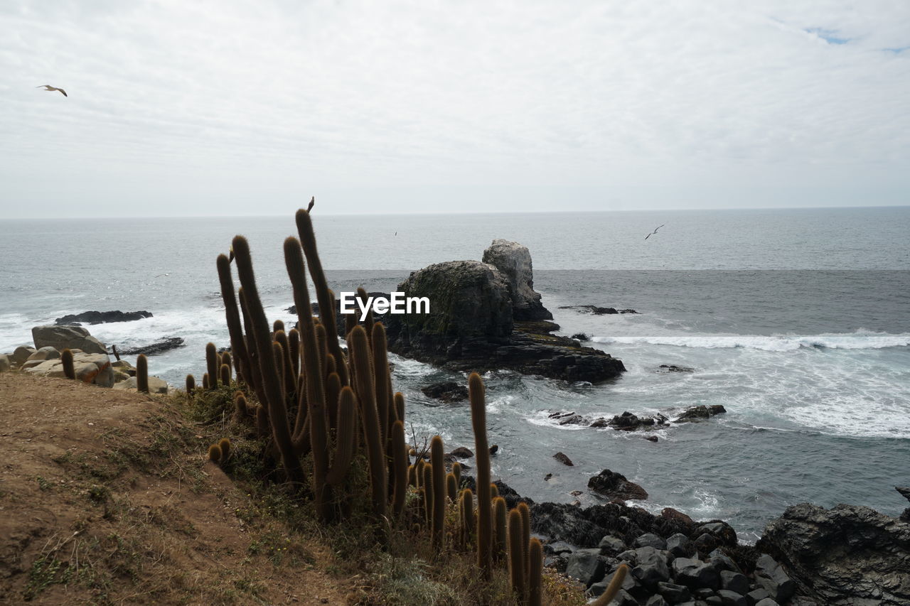 SCENIC VIEW OF ROCKS ON BEACH AGAINST SKY