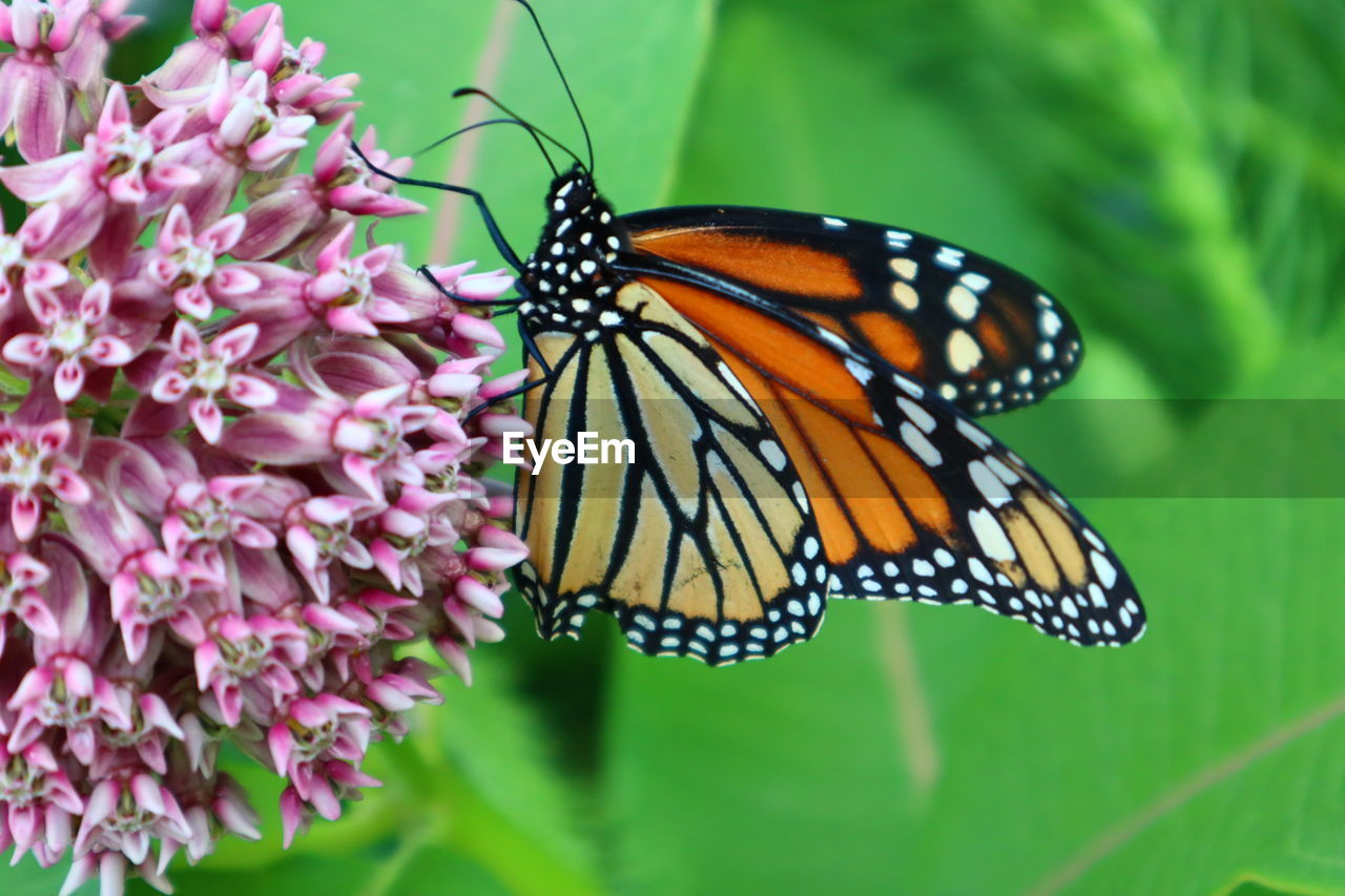 BUTTERFLY POLLINATING FLOWER