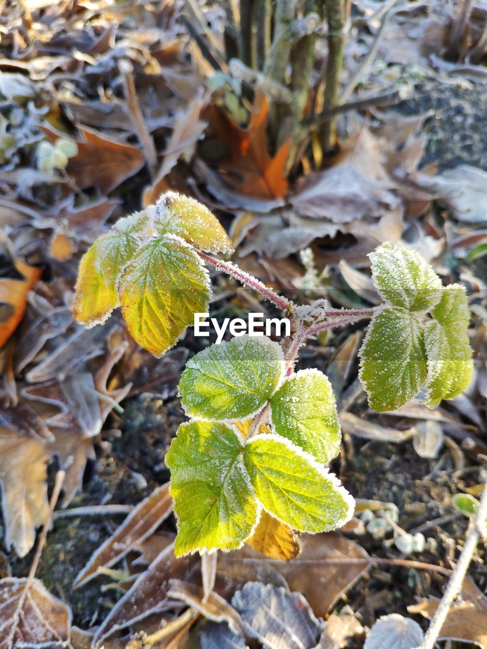 High angle view of plant growing on field