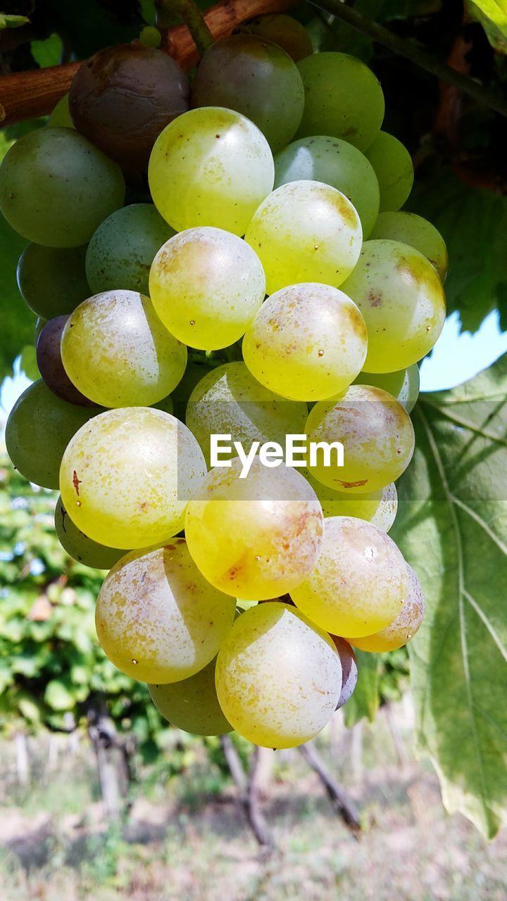 CLOSE-UP OF GRAPES IN TREE