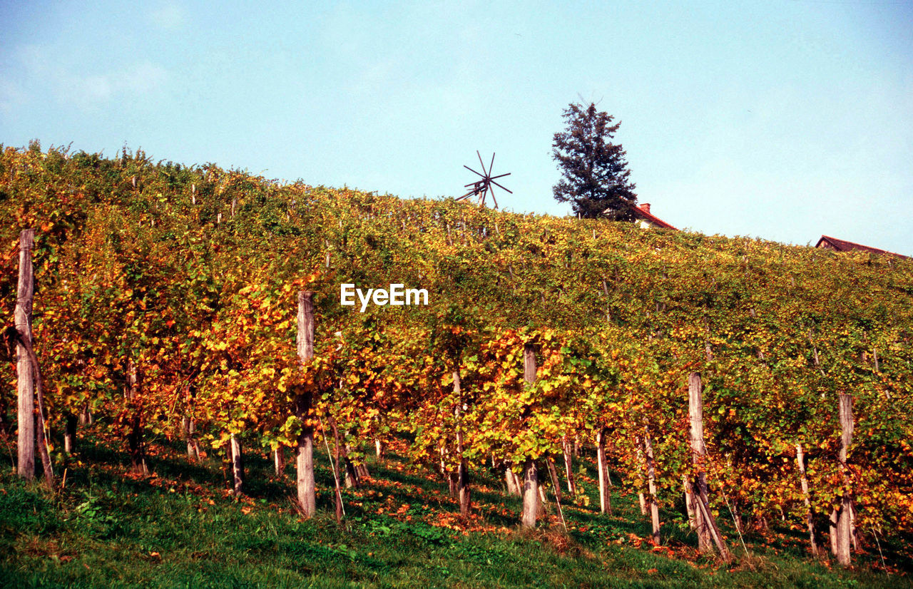 VINEYARD AGAINST SKY