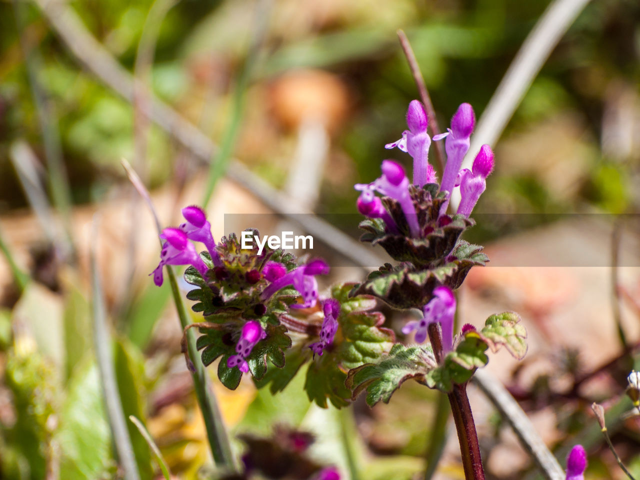 CLOSE-UP OF PURPLE FLOWERS BLOOMING