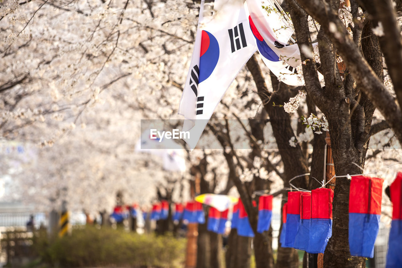 Korean flag at park