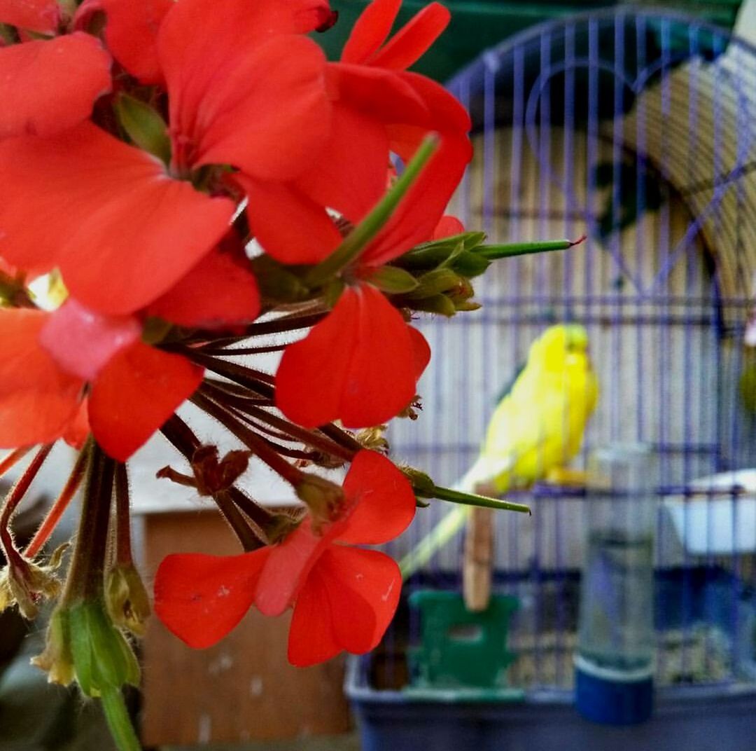 CLOSE-UP OF A BIRD PERCHING ON FLOWER