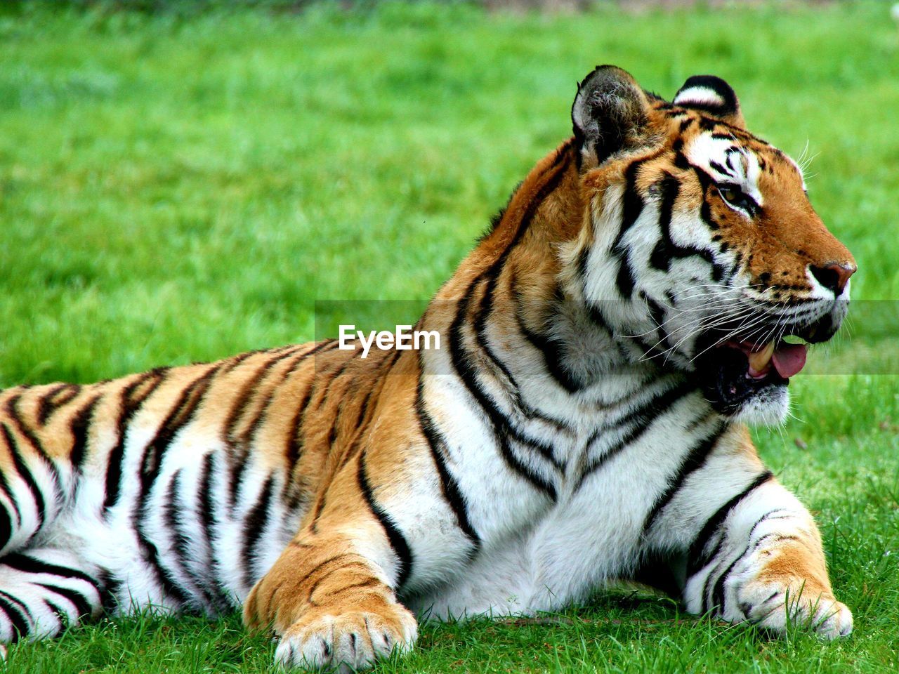 CLOSE-UP OF A TIGER