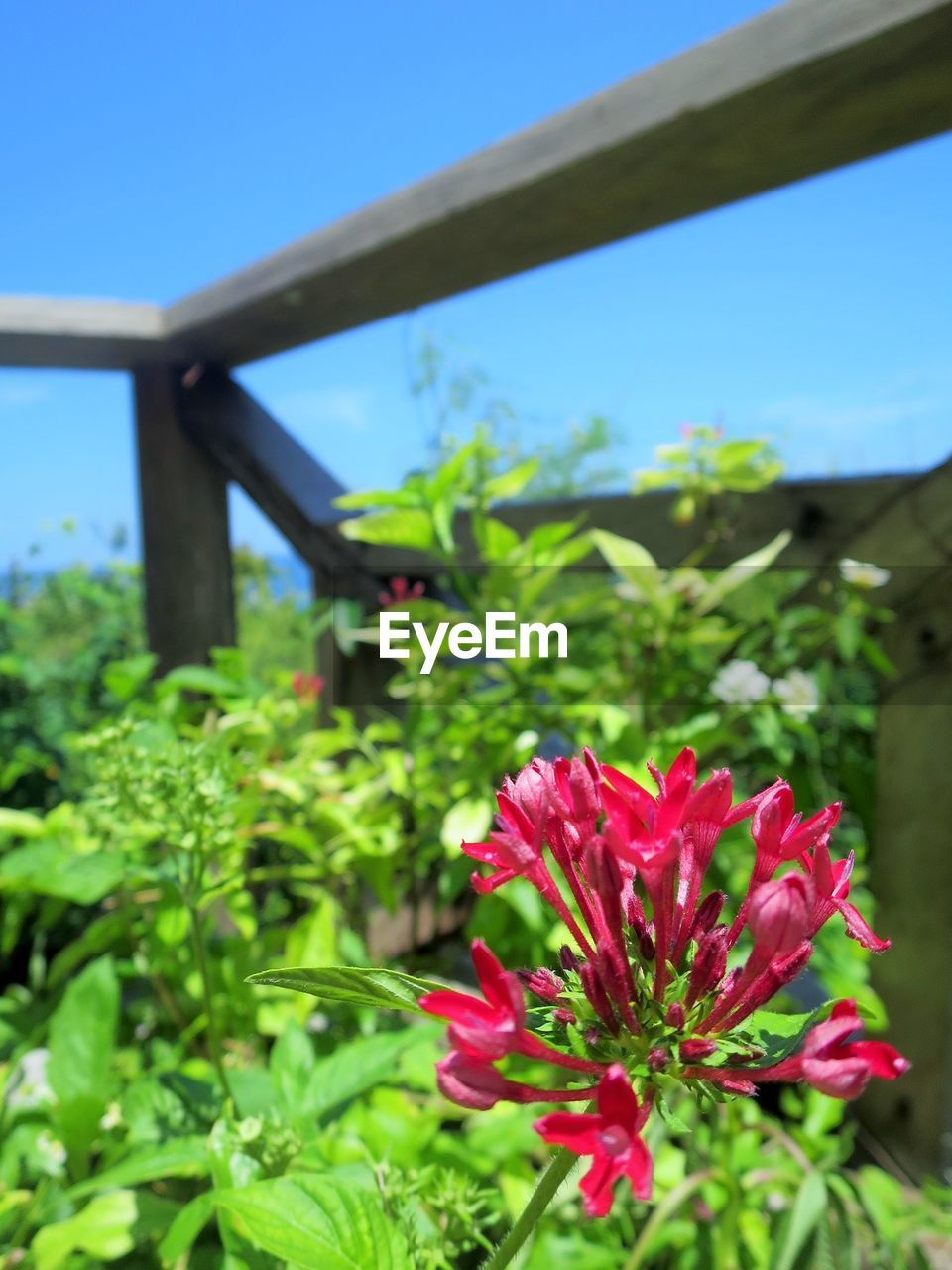 CLOSE-UP OF RED FLOWER AGAINST SKY