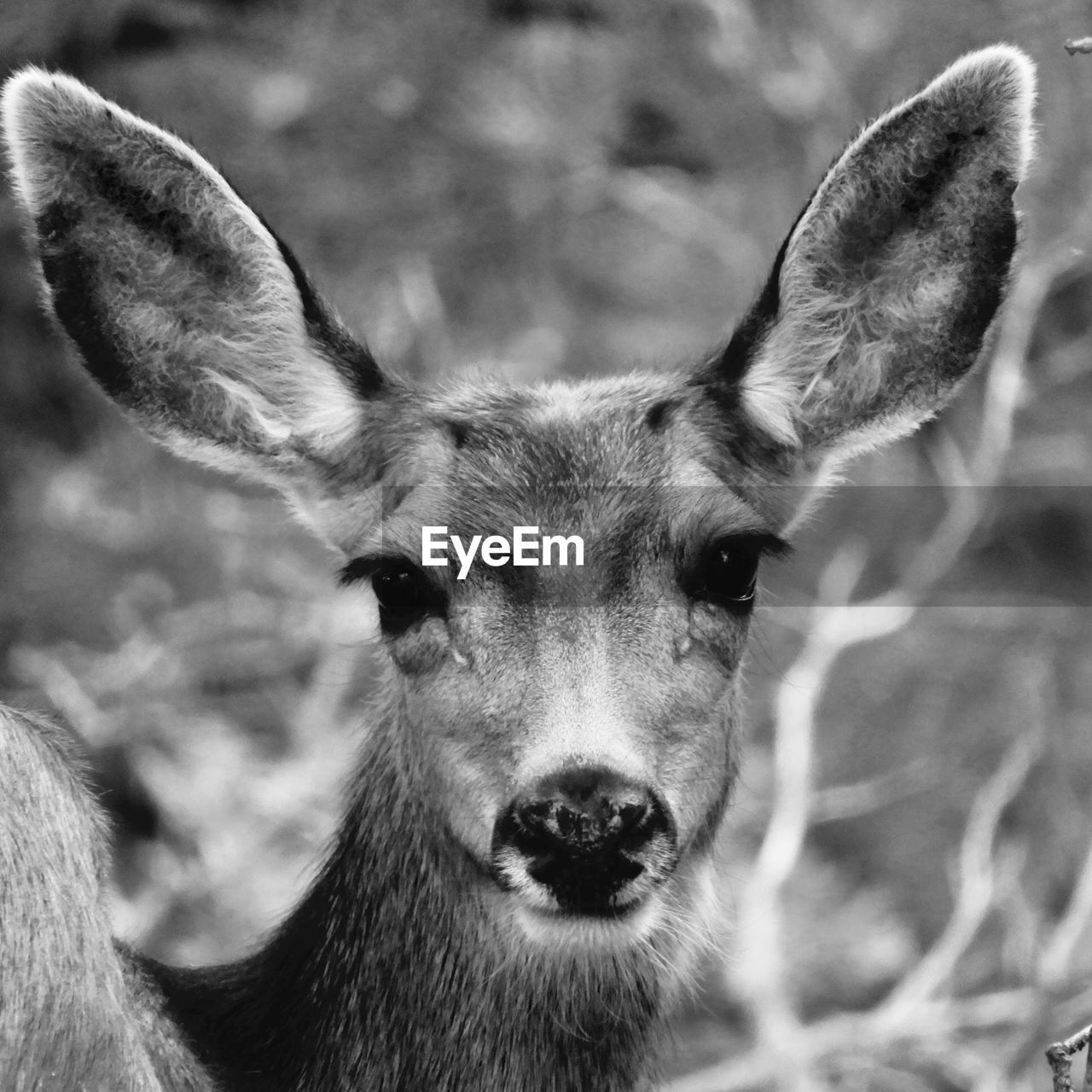 Close-up portrait of deer