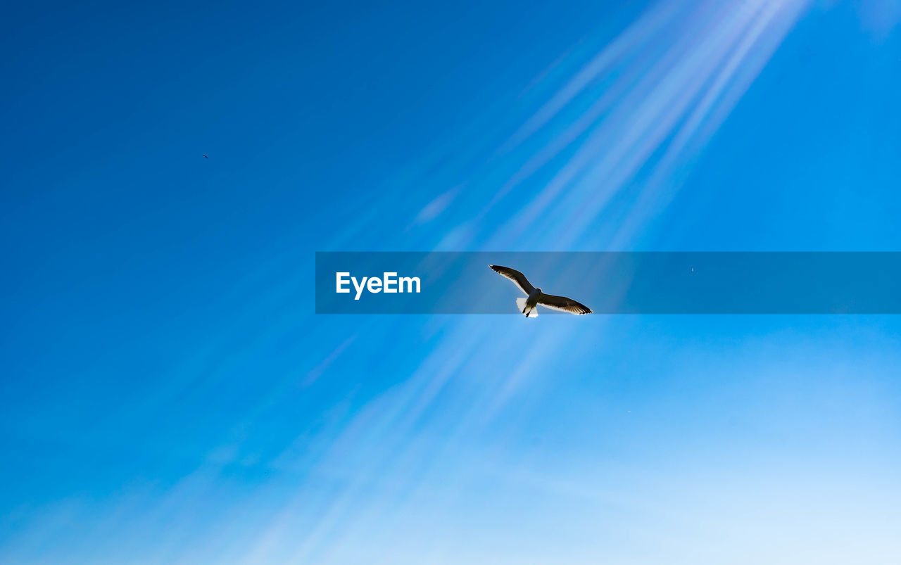 LOW ANGLE VIEW OF SEAGULLS FLYING IN SKY