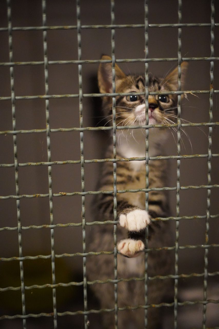 PORTRAIT OF CAT IN CAGE AT ZOO