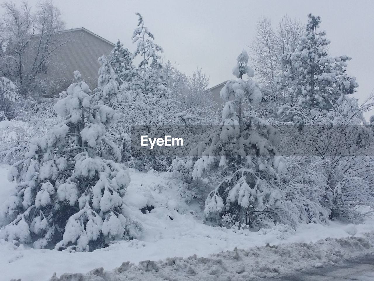 SNOW COVERED LANDSCAPE