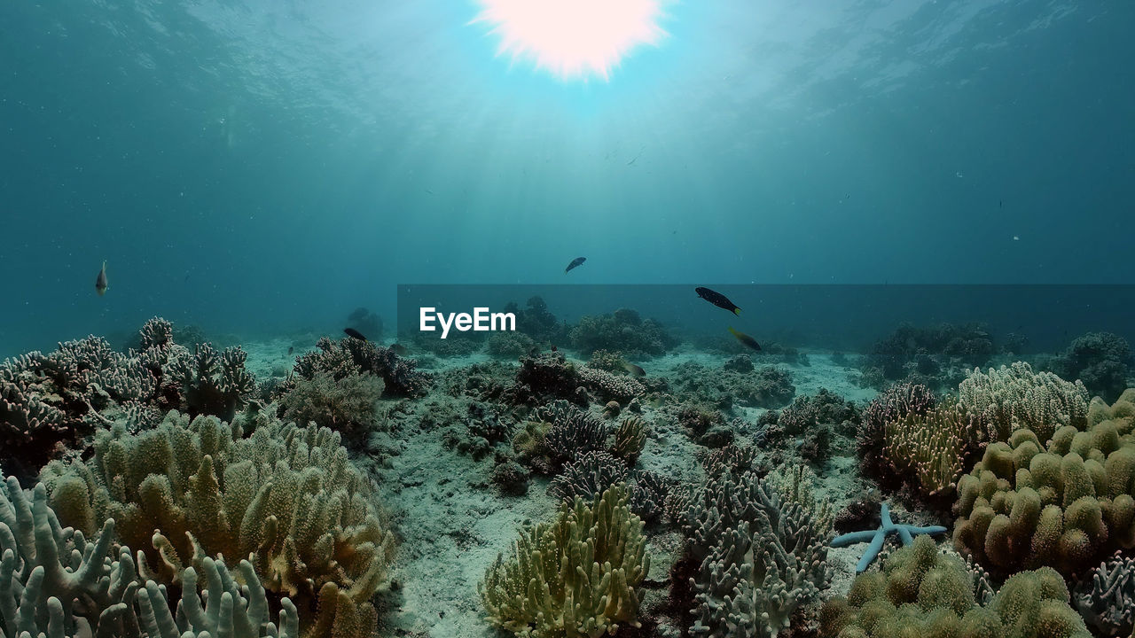 Underwater fish reef marine. tropical colourful underwater seascape. philippines.