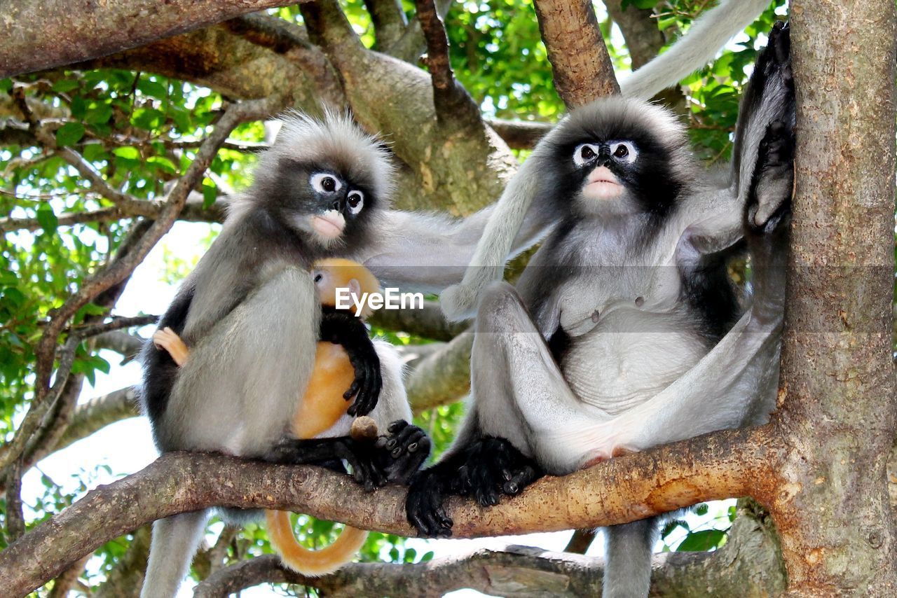 MONKEYS SITTING ON TREE IN FOREST