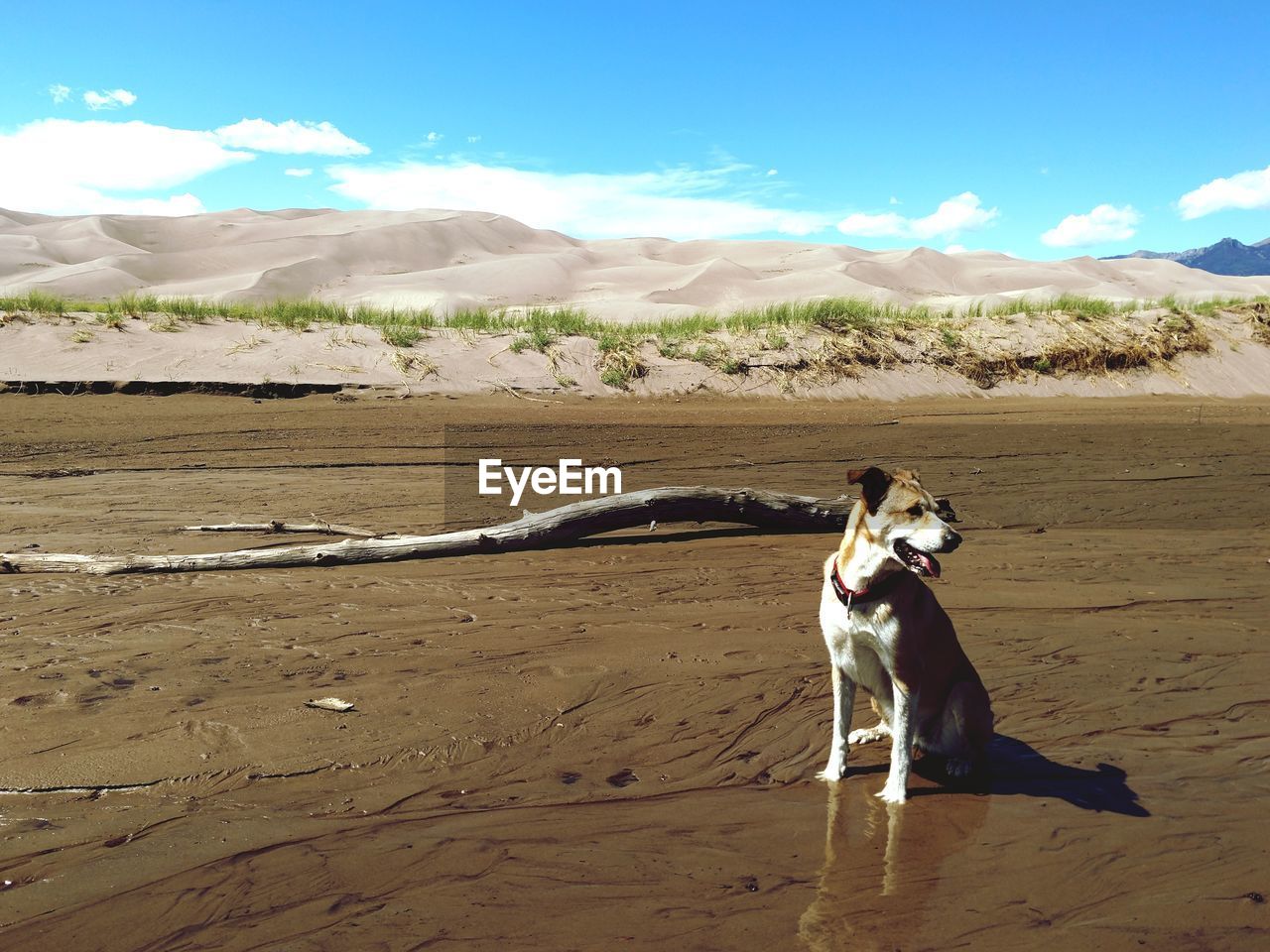 Full length of a dog on sand, happy wet puppy, at great sand dunes national park
